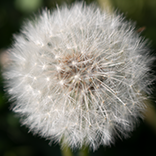 Pusteblume